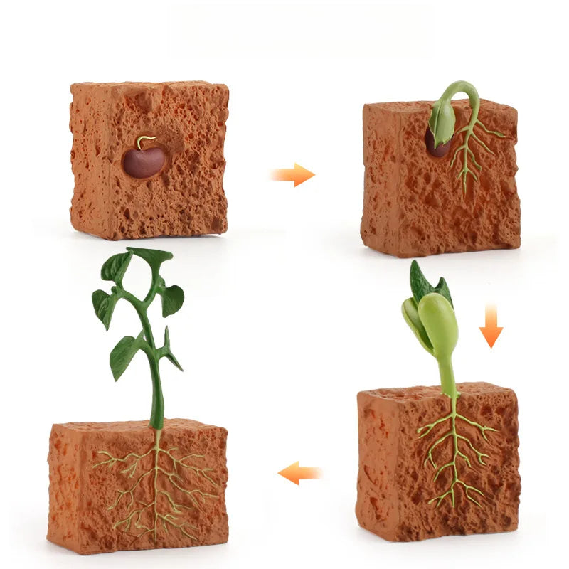 PVC モデル植物種子成長ライフサイクルおもちゃ