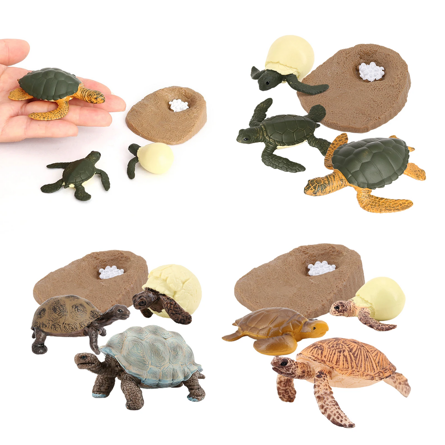 Sea Turtle Life Cycle Model 4 Stage of Growth