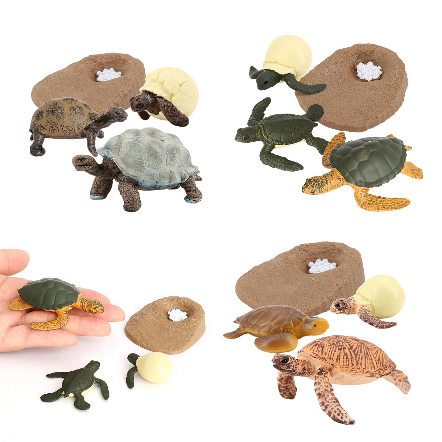 Sea Turtle Life Cycle Model 4 Stage of Growth