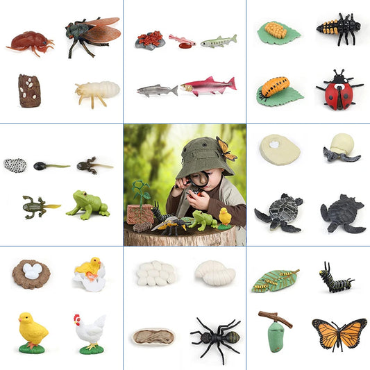 Simulation Life Cycle Animals Model Children Educational Toy
