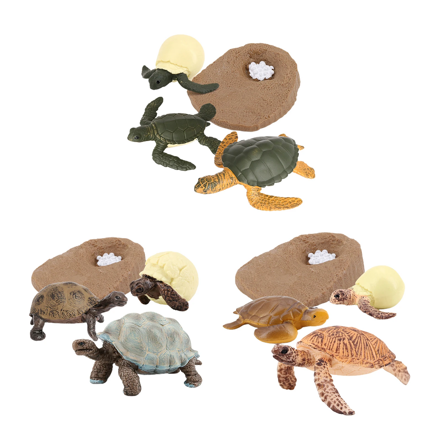 Sea Turtle Life Cycle Model 4 Stage of Growth