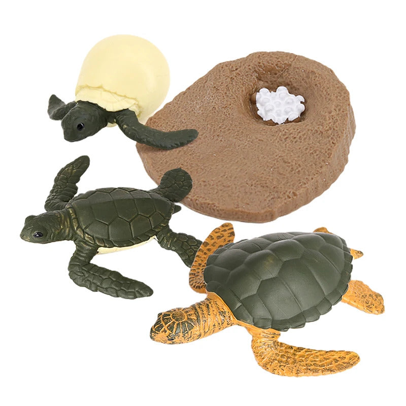 Sea Turtle Life Cycle Model 4 Stage of Growth