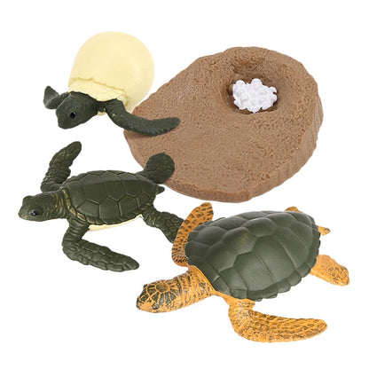 Sea Turtle Life Cycle Model 4 Stage of Growth