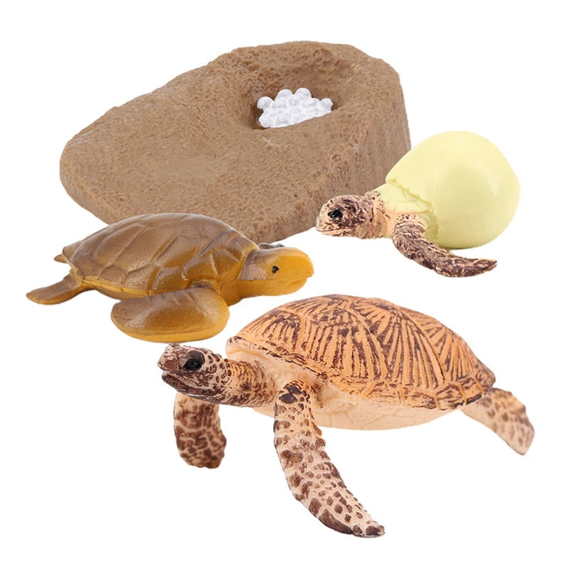 Sea Turtle Life Cycle Model 4 Stage of Growth