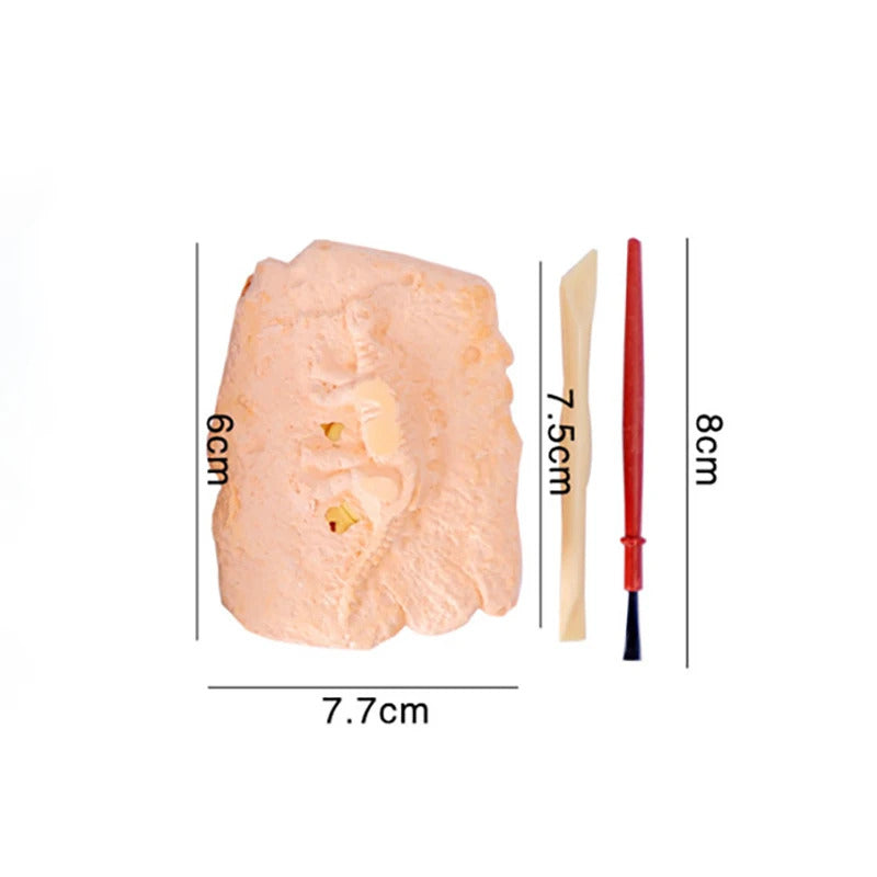 Archaeological Dig DIY Assembly Model