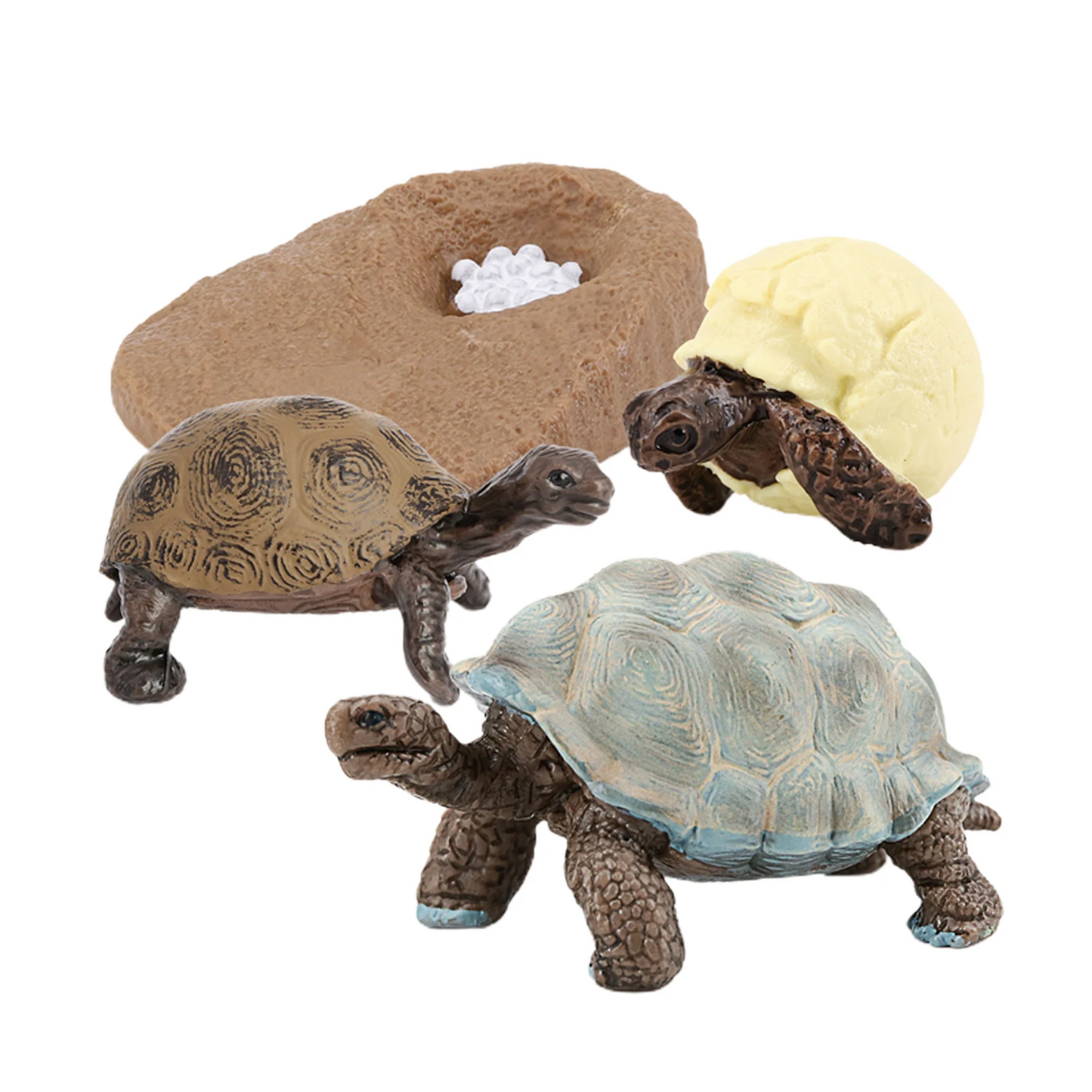 Sea Turtle Life Cycle Model 4 Stage of Growth