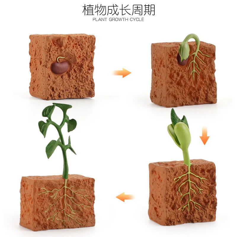 PVC モデル植物種子成長ライフサイクルおもちゃ