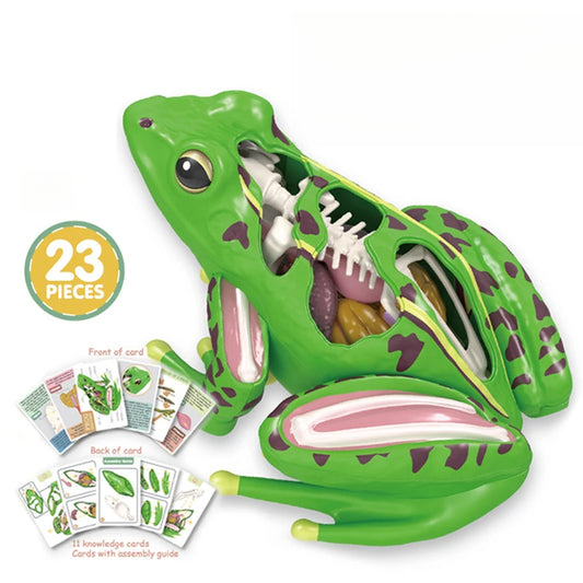 4D Detachable Organs Frog Anatomy Model Toys
